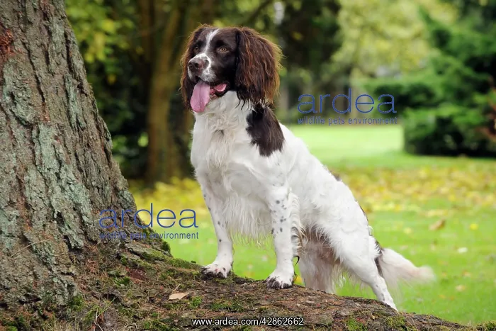  : DOG. English springer spaniel standing on tree root