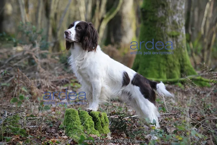 : DOG - English springer spaniel standing on tree stump : DOG - English springer spaniel standing on tree stump