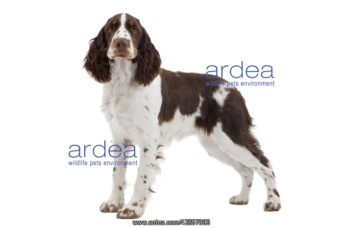  : Dog - English Springer Spaniel in studio