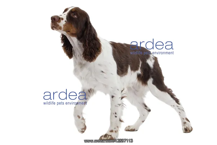  : Dog - English Springer Spaniel in studio