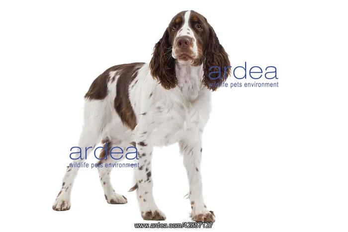  : Dog - English Springer Spaniel in studio