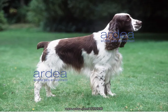 : DOG - English Springer Spaniel - side view, standing : DOG - English Springer Spaniel - side view, standing