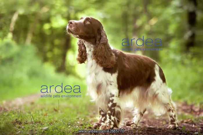  : Dog - English springer spaniel in woodland