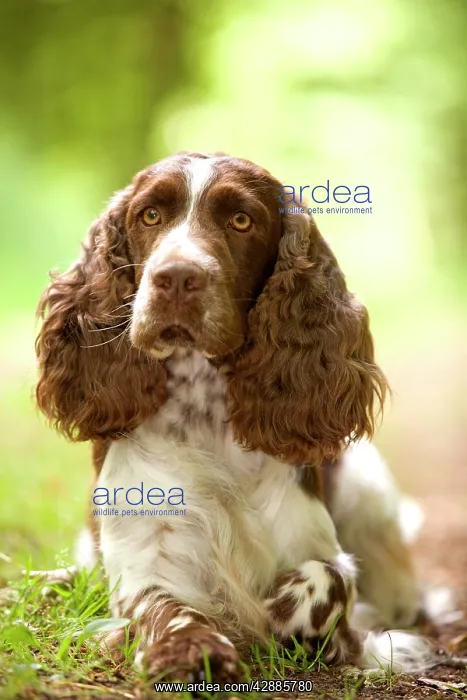  : Dog - English springer spaniel in woodland