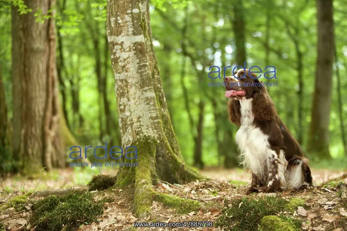  : Dog - English springer spaniel in woodland