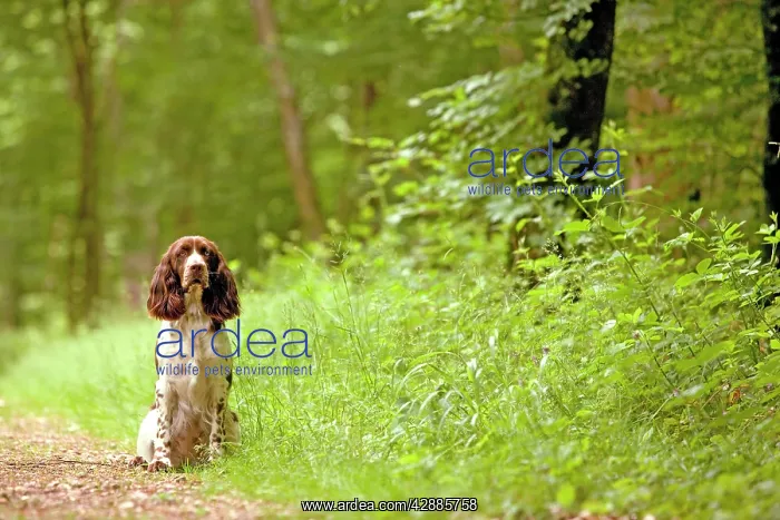 : Dog - English springer spaniel on woodland path : Dog - English springer spaniel on woodland path