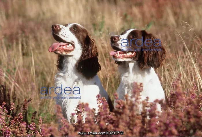  : DOG - ENGLISH SPRINGER SPANIELS- PAIR in heather