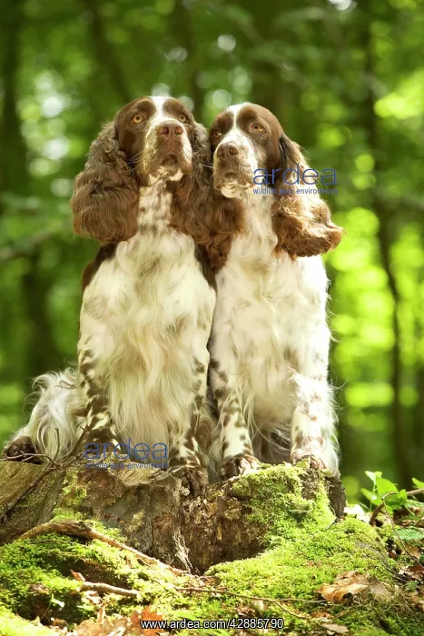 : Dog - two English springer spaniels in woodland : Dog - two English springer spaniels in woodland