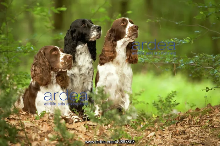  : Dog - English springer spaniels in woodland