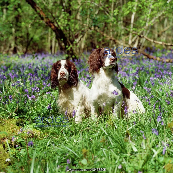: DOG - ENGLISH SPRINGER SPANIELS X2 2 1 / 4 in bluebells : DOG - ENGLISH SPRINGER SPANIELS X2 2 1 / 4 in bluebells