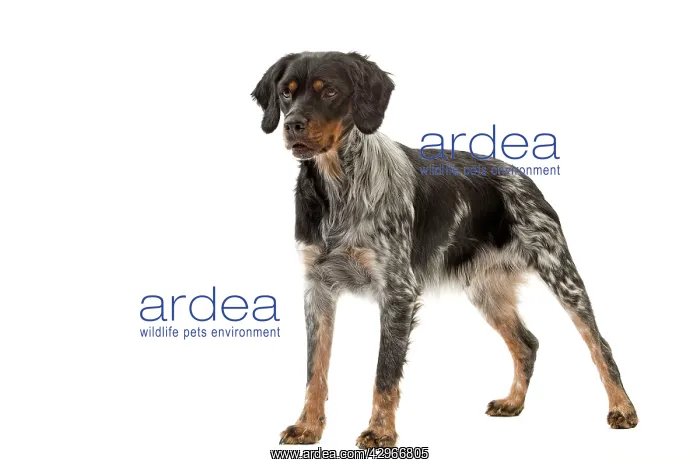  : Dog - Epagneul Breton
