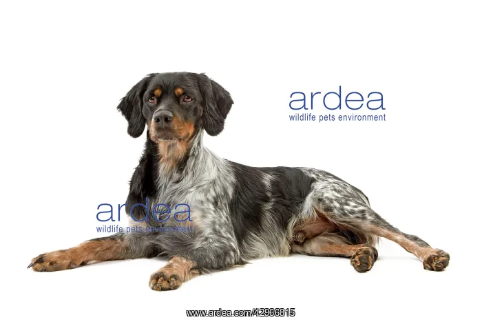 : Dog - Epagneul Breton