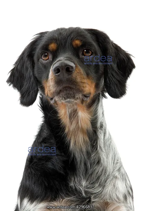  : Dog - Epagneul Breton