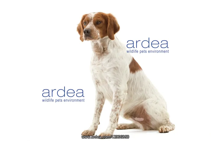  : Dog - Epagneul Breton
