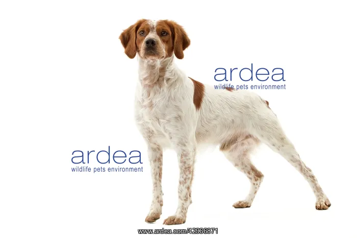  : Dog - Epagneul Breton