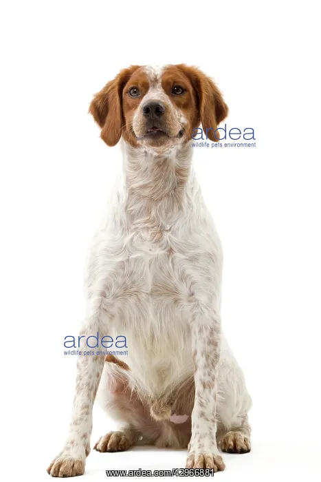  : Dog - Epagneul Breton