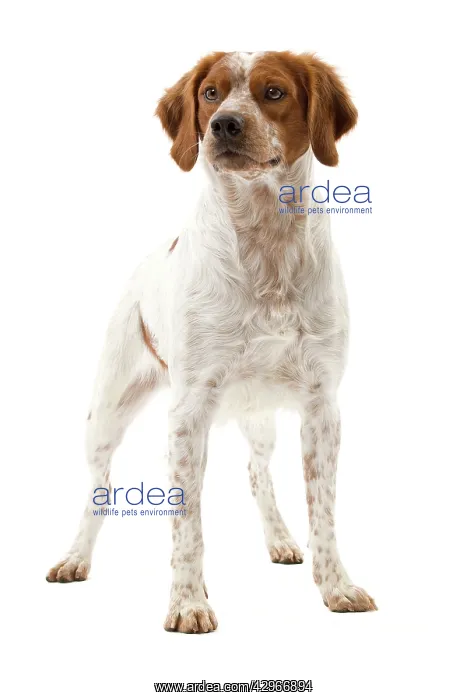  : Dog - Epagneul Breton