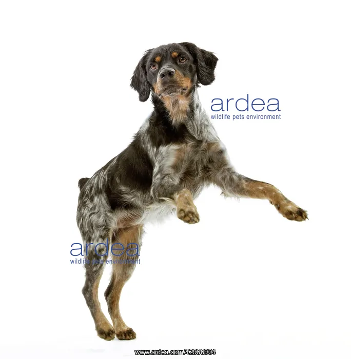  : Dog - Epagneul Breton - on hind legs