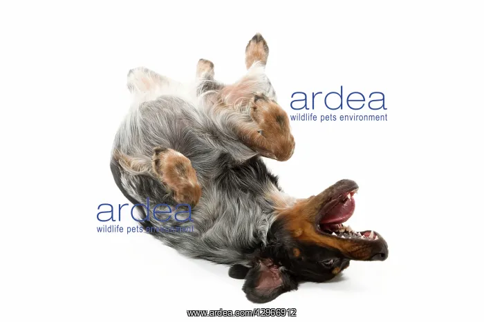  : Dog - Epagneul Breton - rolling on back