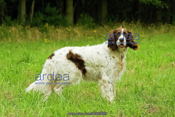 : Dog - Epagneul Francais : Dog - Epagneul Francais