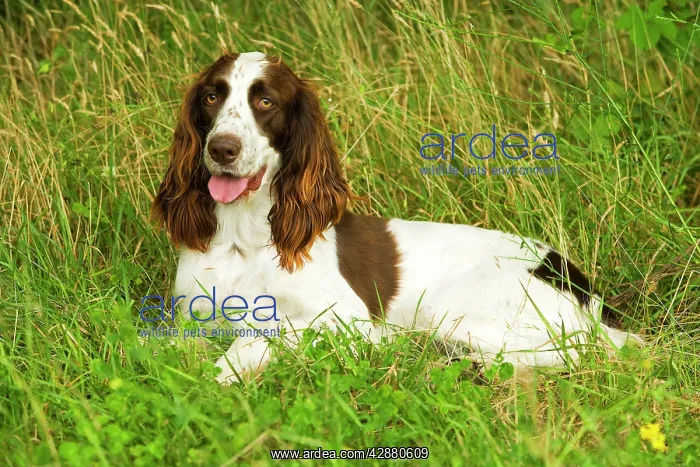 : Dog - Epagneul Francais - lying amongst grass : Dog - Epagneul Francais - lying amongst grass