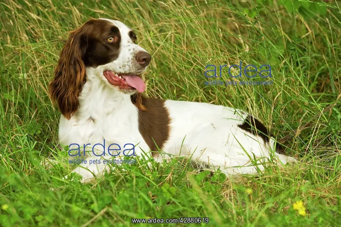: Dog - Epagneul Francais - lying amongst grass : Dog - Epagneul Francais - lying amongst grass