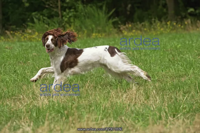  : Dog - Epagneul Francais - running through field