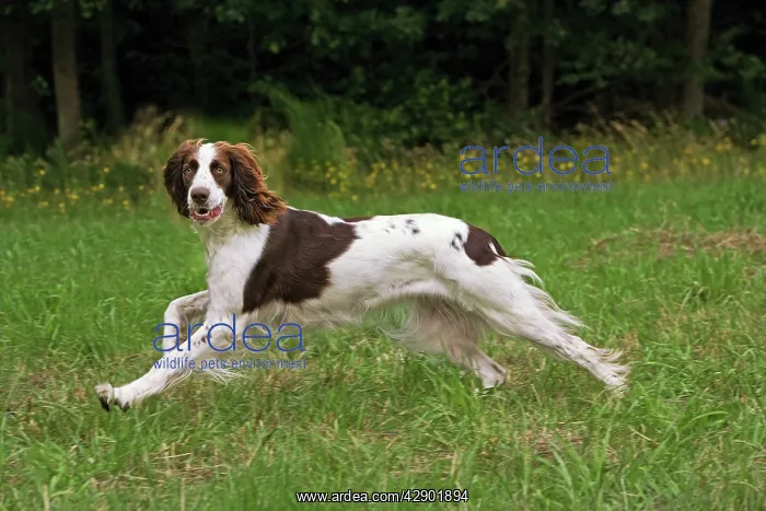 : Dog - Epagneul Francais - running through field : Dog - Epagneul Francais - running through field