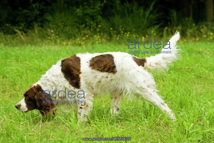 : Dog - Epagneul Francais - scenting : Dog - Epagneul Francais - scenting