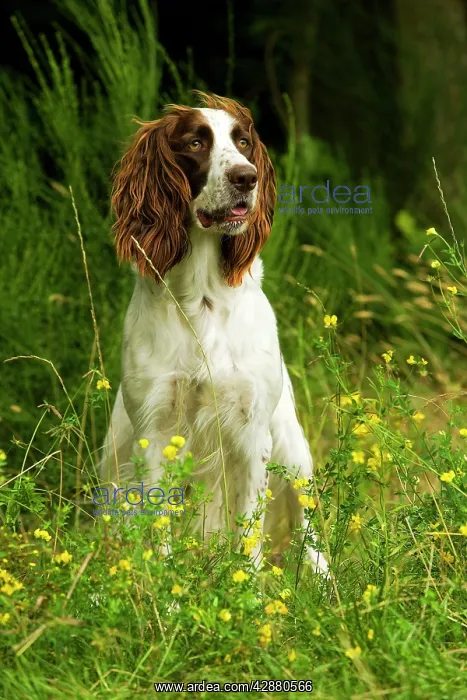  : Dog - Epagneul Francais - sitting amongst flowers