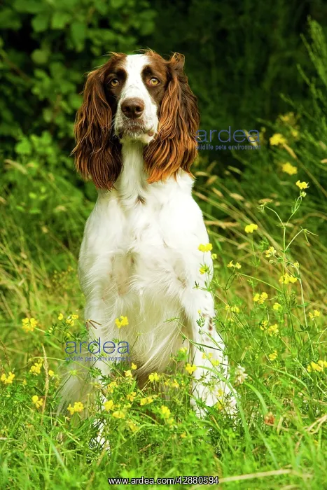 : Dog - Epagneul Francais - sitting amongst flowers : Dog - Epagneul Francais - sitting amongst flowers