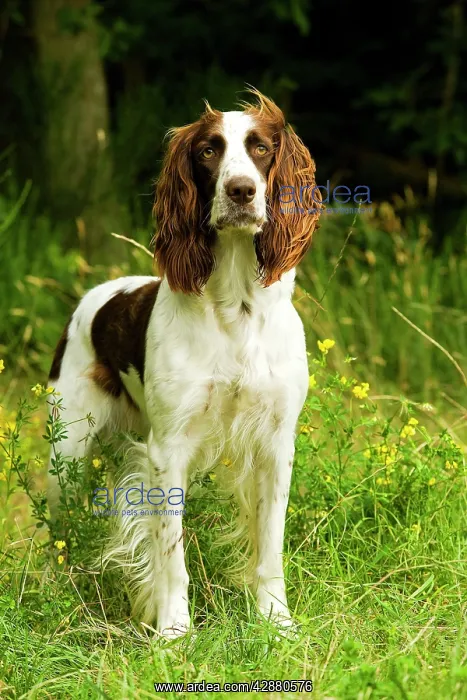 : Dog - Epagneul Francais - standing amongst flowers : Dog - Epagneul Francais - standing amongst flowers