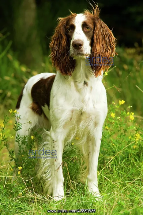 : Dog - Epagneul Francais - standing amongst flowers : Dog - Epagneul Francais - standing amongst flowers