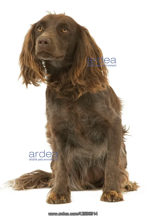 : Dog - Epagneul de Saint-Usuge. Also known as Saint : Dog - Epagneul de Saint-Usuge. Also known as Saint