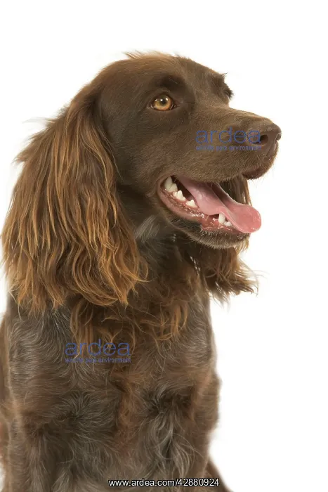 : Dog - Epagneul de Saint-Usuge. Also known as Saint : Dog - Epagneul de Saint-Usuge. Also known as Saint