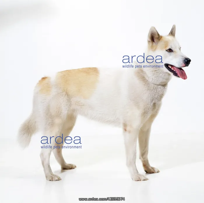 : Dog - Eskimo / Greenland Dog : Dog - Eskimo / Greenland Dog