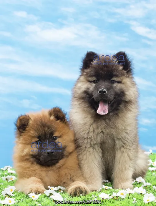  : Dog - Eurasier puppies