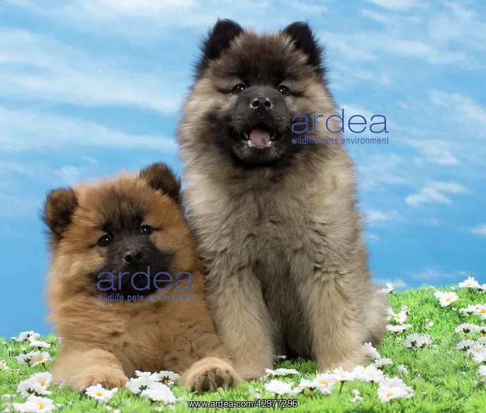  : Dog - Eurasier puppies