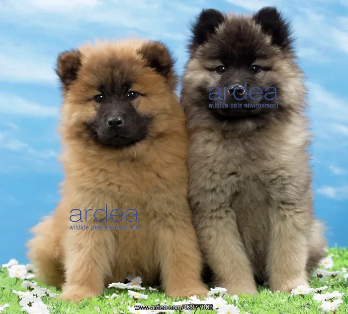  : Dog - Eurasier puppies