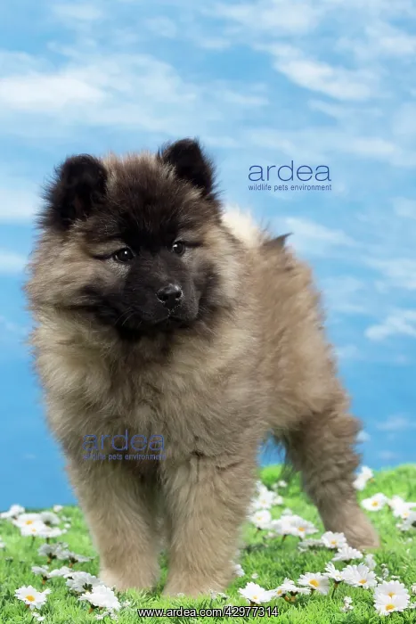  : Dog - Eurasier puppies