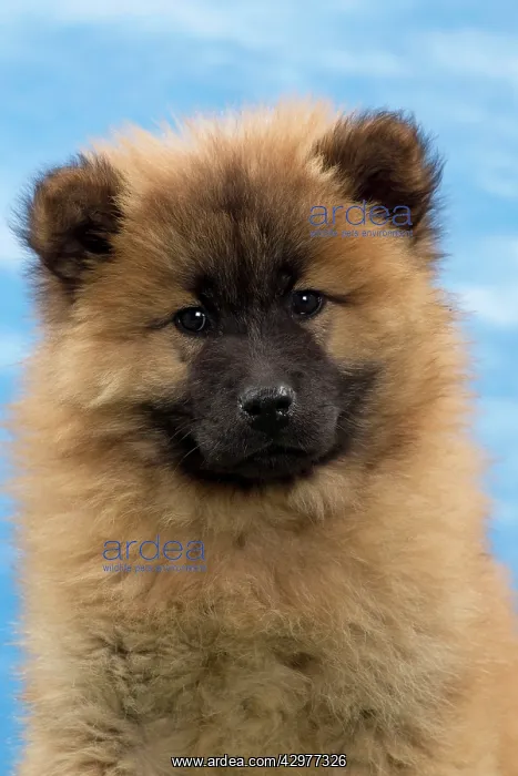  : Dog - Eurasier puppy