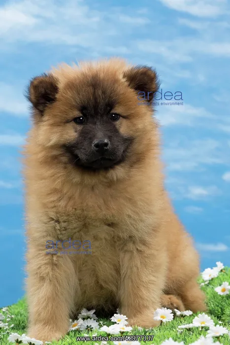  : Dog - Eurasier puppy