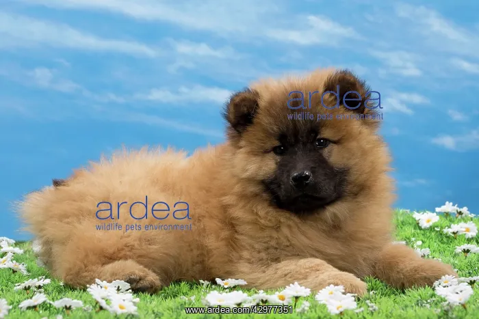  : Dog - Eurasier puppy