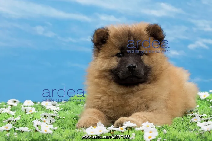  : Dog - Eurasier puppy