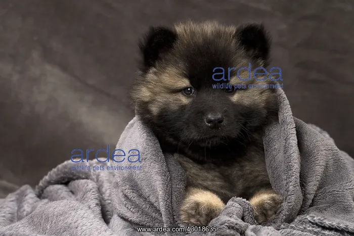  : Dog Eurasier puppy