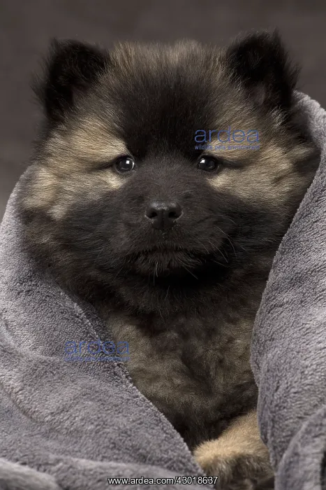  : Dog Eurasier puppy