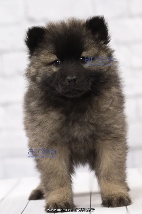  : Dog Eurasier puppy