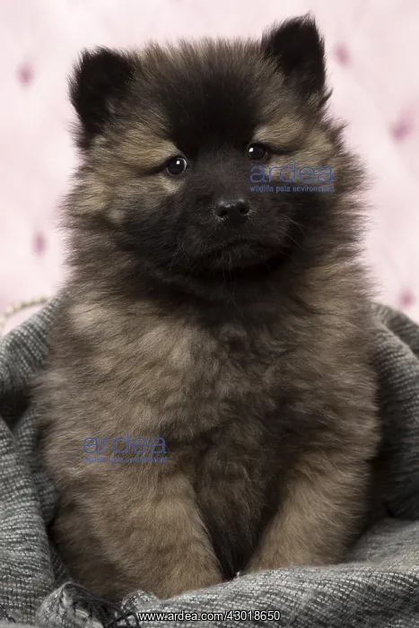 : Dog Eurasier puppy