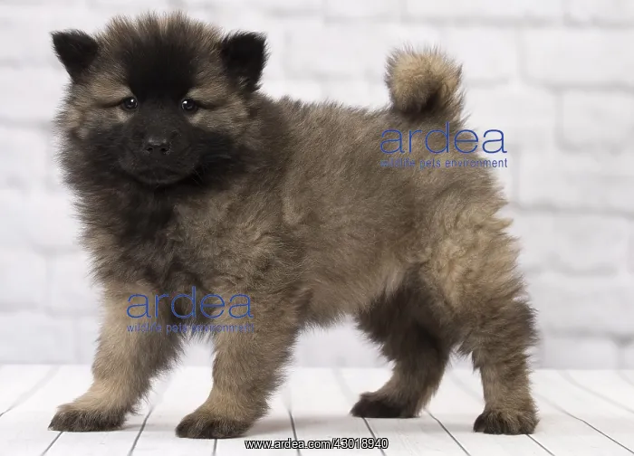  : Dog Eurasier puppy