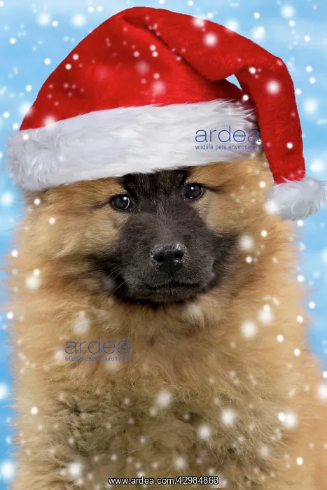 : Dog - Eurasier puppy wearing a Christmas hat : Dog - Eurasier puppy wearing a Christmas hat